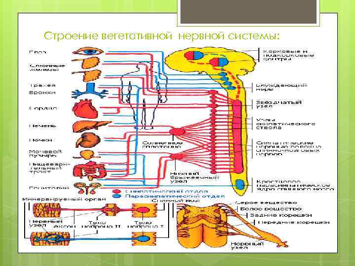 Строение вегетативной нервной системы: 