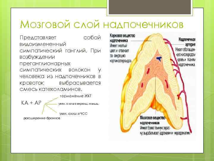 Мозговой слой надпочечников Представляет собой видоизмененный симпатический ганглий. При возбуждении преганглионарных симпатических волокон у