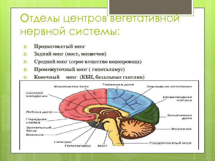 Отделы центров вегетативной нервной системы: 1) 2) 3) 4) 5) Продолговатый мозг Задний мозг