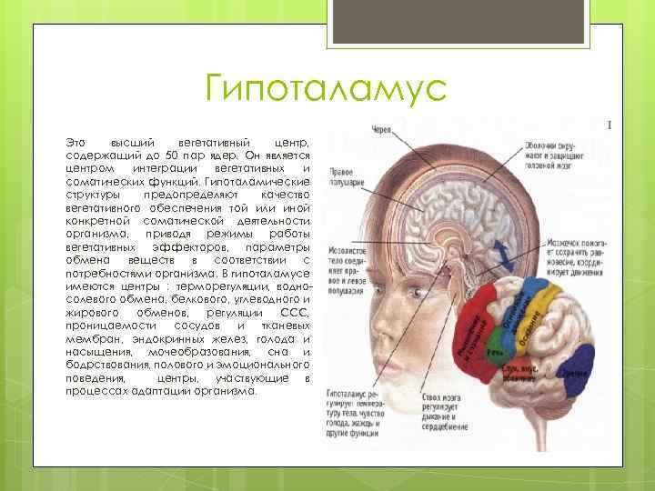 Гипоталамус Это высший вегетативный центр, содержащий до 50 пар ядер. Он является центром интеграции