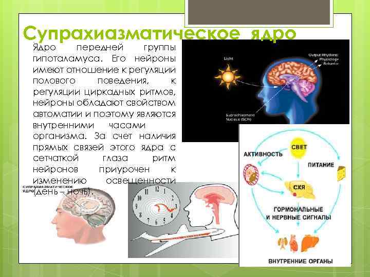 Супрахиазматическое ядро Ядро передней группы гипоталамуса. Его нейроны имеют отношение к регуляции полового поведения,