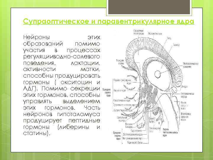 Супраоптическое и паравентрикулярное ядра Нейроны этих образований помимо участия в процессах регуляцииводно-солевого поведения, лактации,