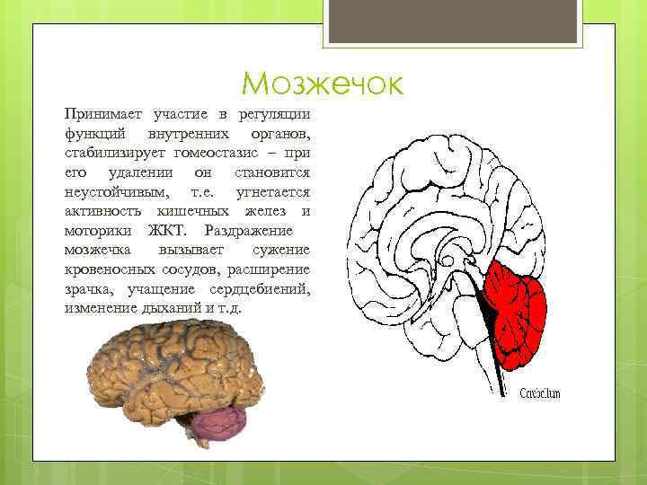 Мозжечок Принимает участие в регуляции функций внутренних органов, стабилизирует гомеостазис – при его удалении