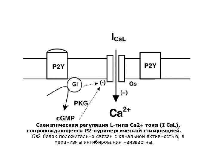 Схематическая регуляция L-типа Са 2+ тока (I Ca. L), сопровождающееся P 2 -пуринергической стимуляцией.