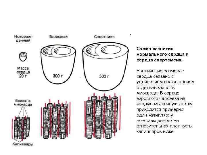 Схема развития нормального сердца и сердца спортсмена. Увеличение размеров сердца связано с удлинением и