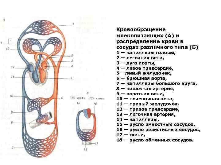 Круги кровообращения животных схема