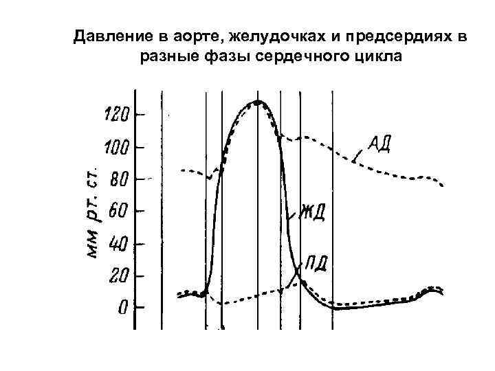 Давление в аорте, желудочках и предсердиях в разные фазы сердечного цикла 