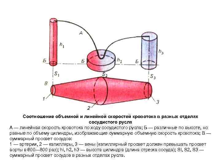 Соотношение объемной и линейной скоростей кровотока в разных отделах сосудистого русла А — линейная