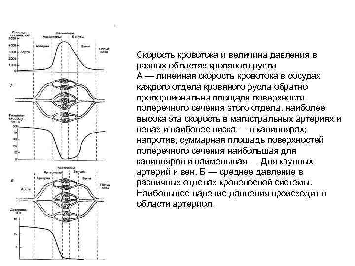 Скорость кровотока и величина давления в разных областях кровяного русла А — линейная скорость