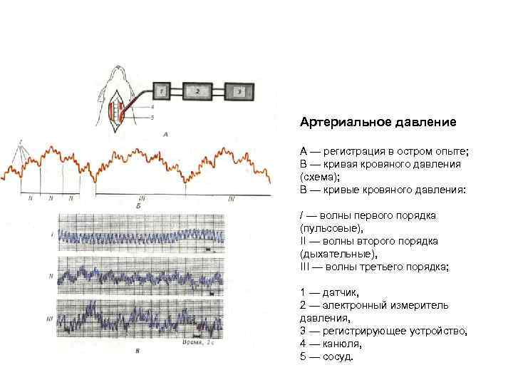 Артериальное давление А — регистрация в остром опыте; В — кривая кровяного давления (схема);
