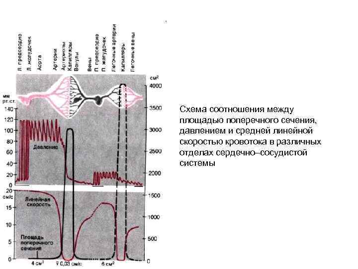 Схема соотношения между площадью поперечного сечения, давлением и средней линейной скоростью кровотока в различных