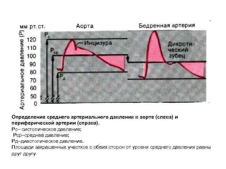 Определение среднего артериального давления в аорте (слева) и периферической артерии (справа). Рc– систолическое давление;