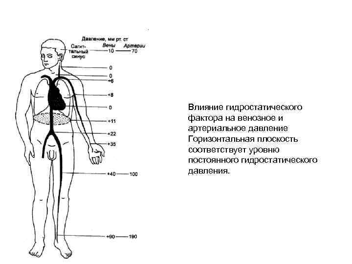 Влияние гидростатического фактора на венозное и артериальное давление Горизонтальная плоскость соответствует уровню постоянного гидростатического