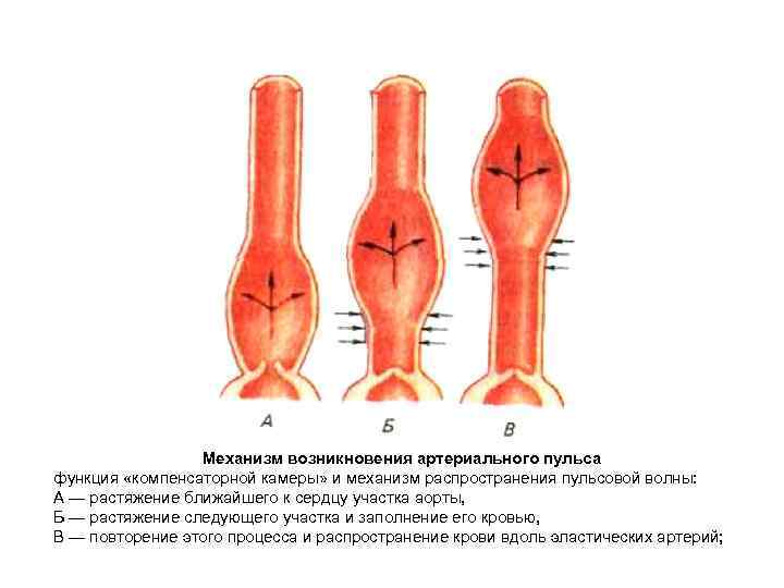 Механизм возникновения артериального пульса функция «компенсаторной камеры» и механизм распространения пульсовой волны: А —