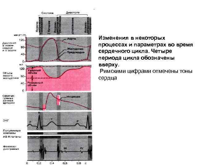 Изменения в некоторых процессах и параметрах во время сердечного цикла. Четыре периода цикла обозначены