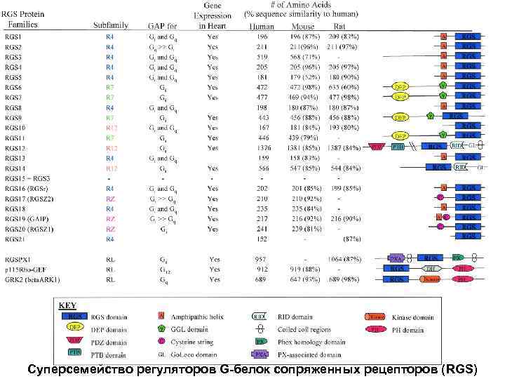 Суперсемейство регуляторов G-белок сопряженных рецепторов (RGS) 