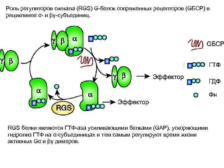 Роль регуляторов сигнала (RGS) G-белок сопряженных рецепторов (GБСР) в рециклинпе α- и βγ-субъединиц. RGS