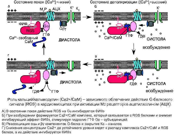 возбуждение Роль кальций/кальмодулин (Ca 2+/Са. М) – зависимого облегчения действия G-белкового сигнала (RGS) в