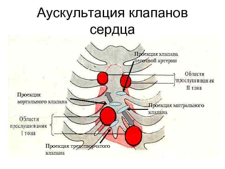 Где располагается трехстворчатый клапан