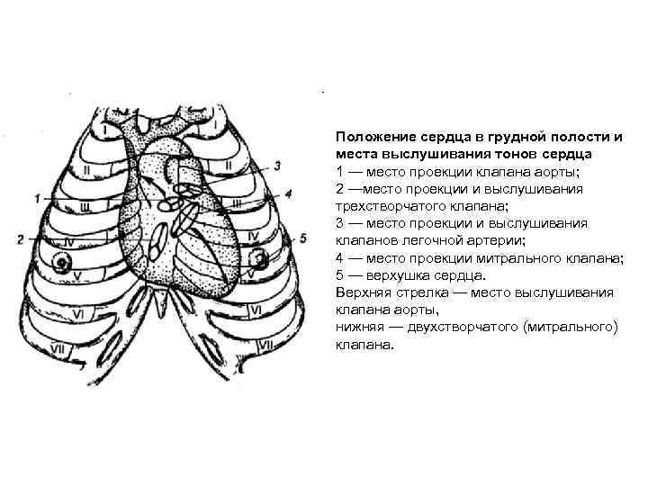 Проекция границ и клапанов сердца на грудную клетку схема