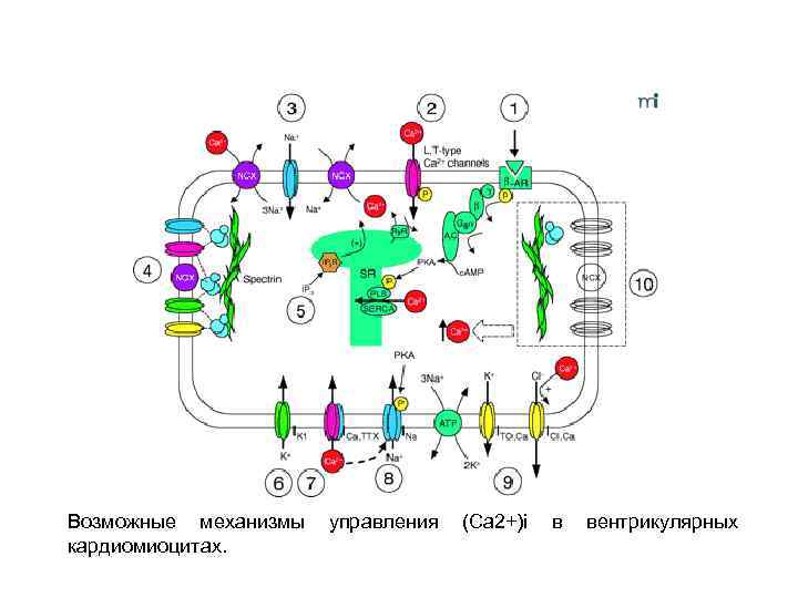 Возможные механизмы кардиомиоцитах. управления (Са 2+)i в вентрикулярных 