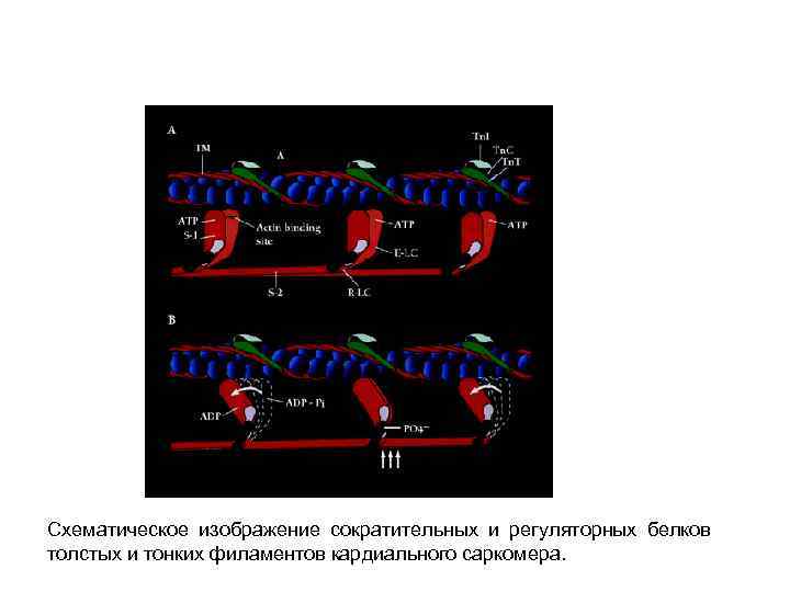 Схематическое изображение сократительных и регуляторных белков толстых и тонких филаментов кардиального саркомера. 