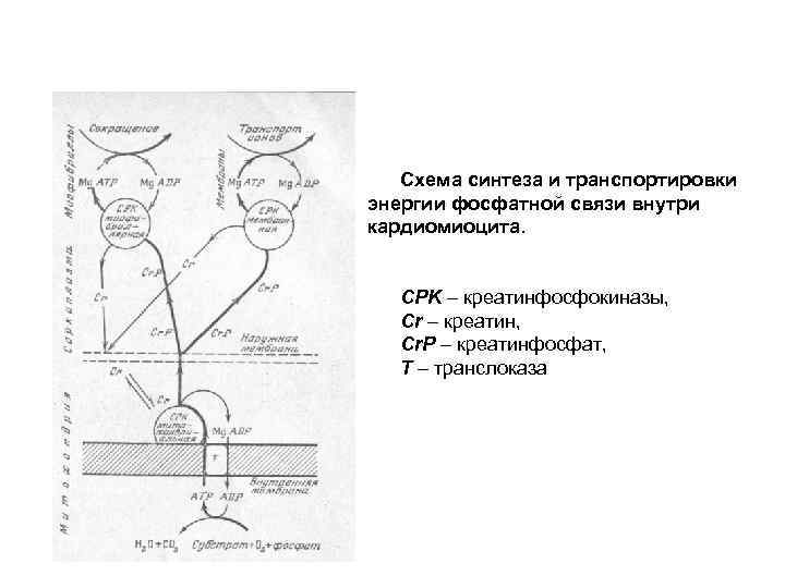 Схема синтеза и транспортировки энергии фосфатной связи внутри кардиомиоцита. CPK – креатинфосфокиназы, Cr –