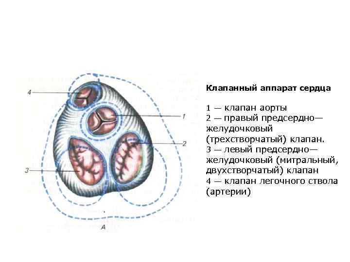 Клапанный аппарат сердца 1 — клапан аорты 2 — правый предсердно— желудочковый (трехстворчатый) клапан.