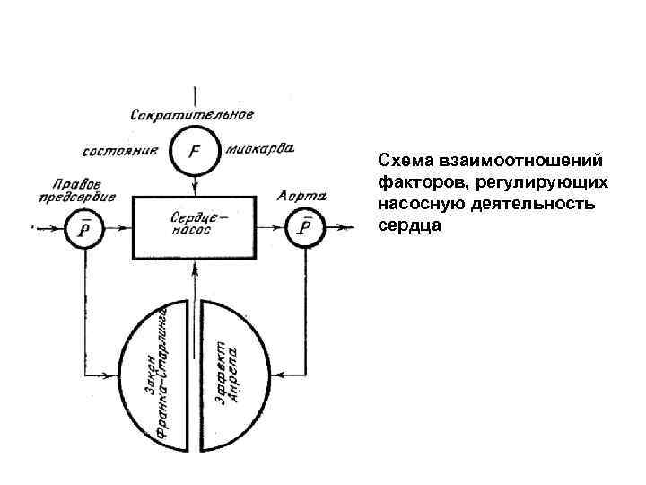 Схема взаимоотношений факторов, регулирующих насосную деятельность сердца 