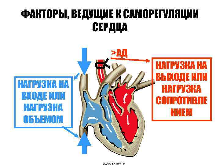 ФАКТОРЫ, ВЕДУЩИЕ К САМОРЕГУЛЯЦИИ СЕРДЦА >АД НАГРУЗКА НА ВХОДЕ ИЛИ НАГРУЗКА ОБЪЕМОМ НАГРУЗКА НА