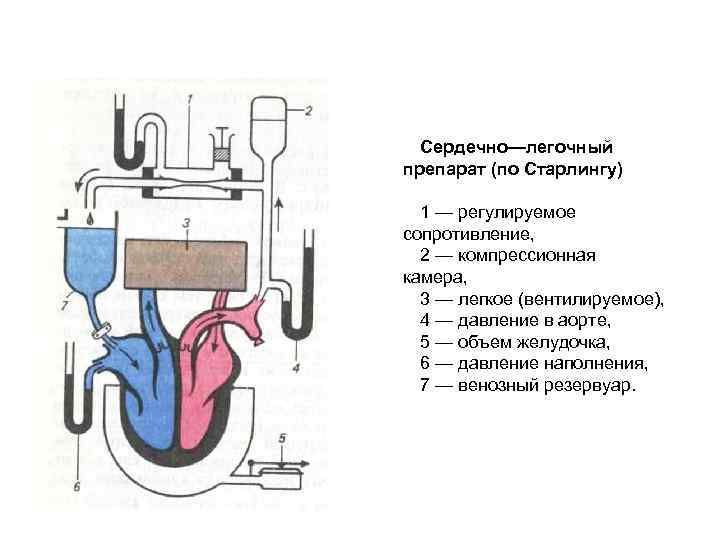 Сердечно—легочный препарат (по Старлингу) 1 — регулируемое сопротивление, 2 — компрессионная камера, 3 —