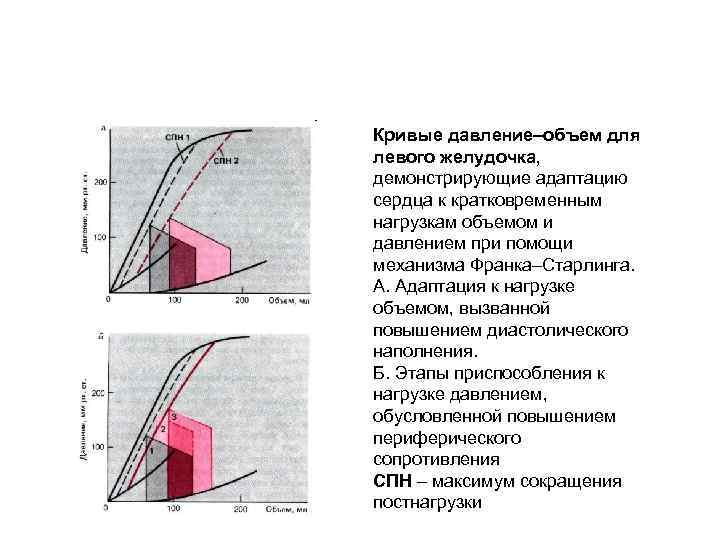 Кривые давление–объем для левого желудочка, демонстрирующие адаптацию сердца к кратковременным нагрузкам объемом и давлением