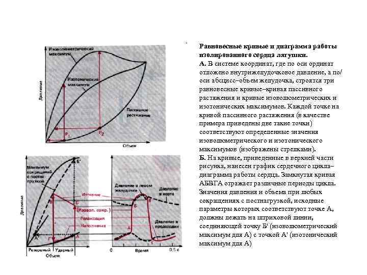 Равновесные кривые и диаграмма работы изолированного сердца лягушки. А. В системе координат, где по