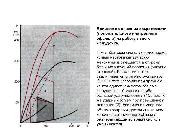 Влияние повышения сократимости (положительного инотропного эффекта) на работу левого желудочка. Под действием симпатических нервов