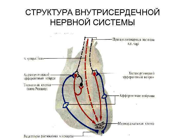 СТРУКТУРА ВНУТРИСЕРДЕЧНОЙ НЕРВНОЙ СИСТЕМЫ 