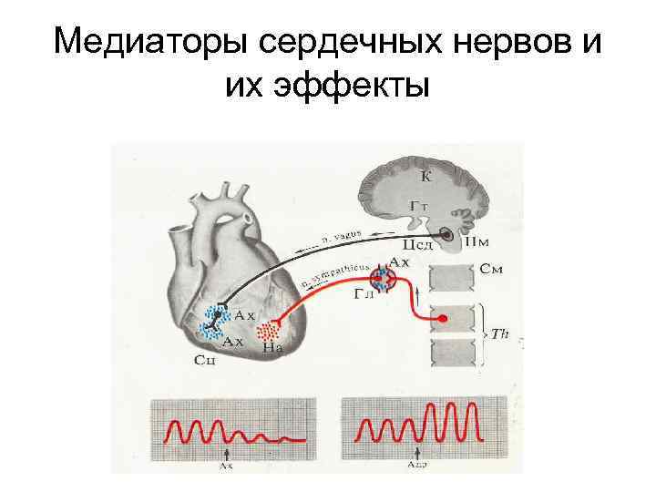 Медиаторы сердечных нервов и их эффекты 