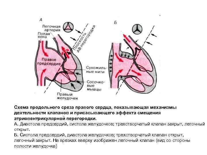 Отличие предсердий от желудочков