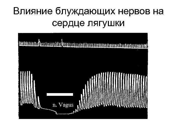 Влияние блуждающих нервов на сердце лягушки n. Vagus 