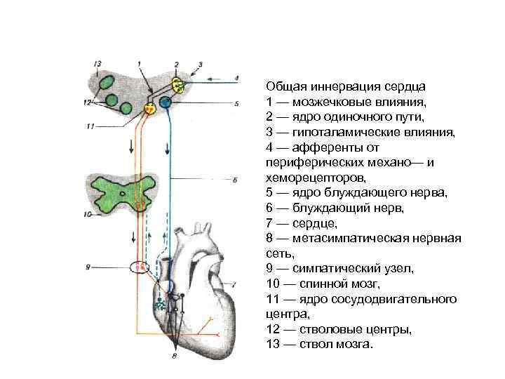 Общая иннервация сердца 1 — мозжечковые влияния, 2 — ядро одиночного пути, 3 —