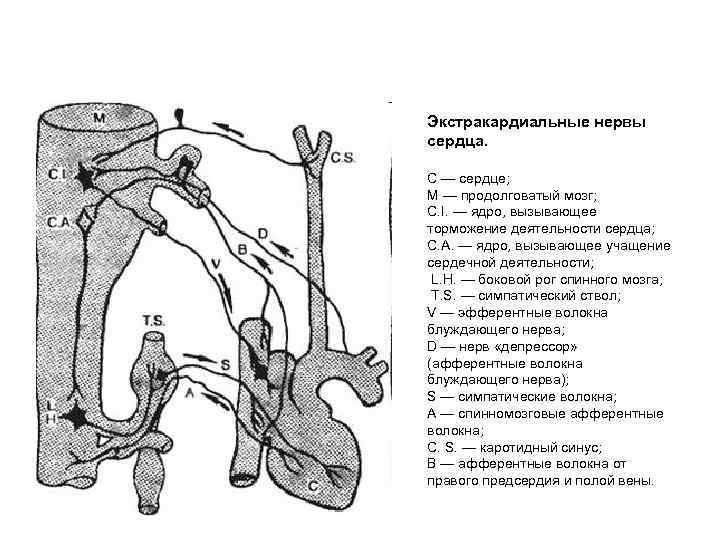 Экстракардиальные нервы сердца. С — сердце; М — продолговатый мозг; С. I. — ядро,