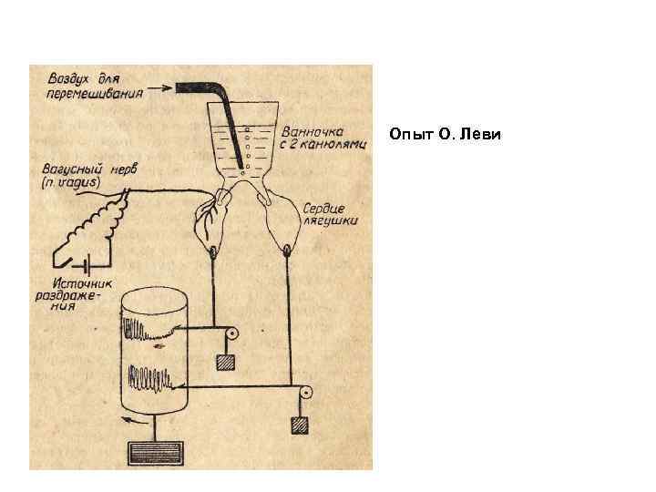 Опыт О. Леви 