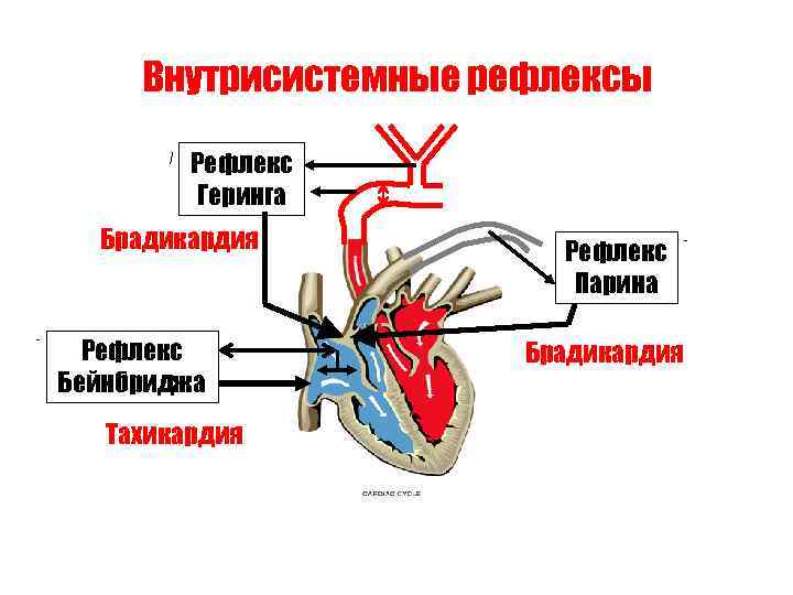 Внутрисистемные рефлексы Рефлекс Геринга Брадикардия Рефлекс Бейнбриджа Тахикардия Рефлекс Парина Брадикардия 