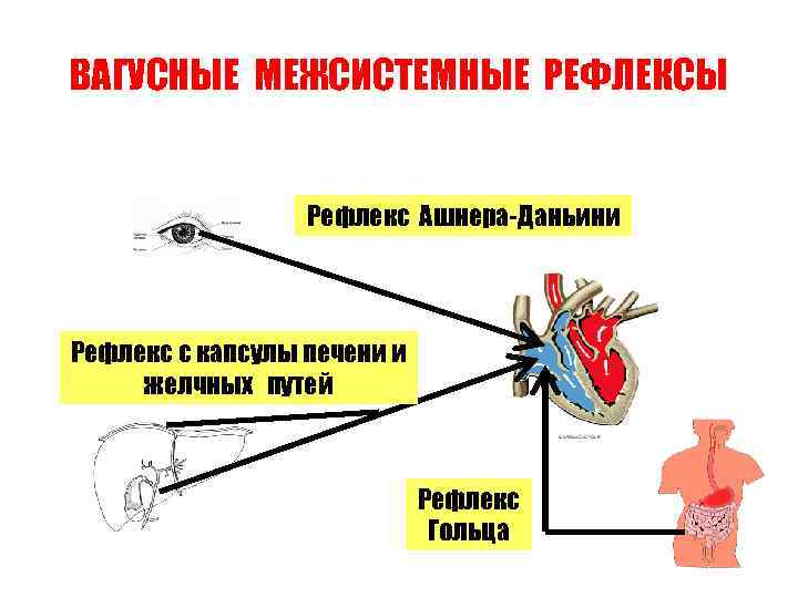 ВАГУСНЫЕ МЕЖСИСТЕМНЫЕ РЕФЛЕКСЫ Рефлекс Ашнера-Даньини Рефлекс с капсулы печени и желчных путей Рефлекс Гольца