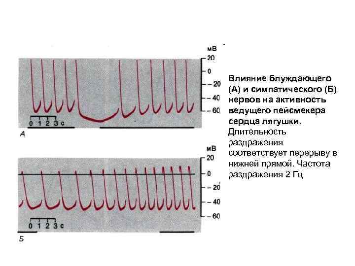 Влияние блуждающего (A) и симпатического (Б) нервов на активность ведущего пейсмекера сердца лягушки. Длительность