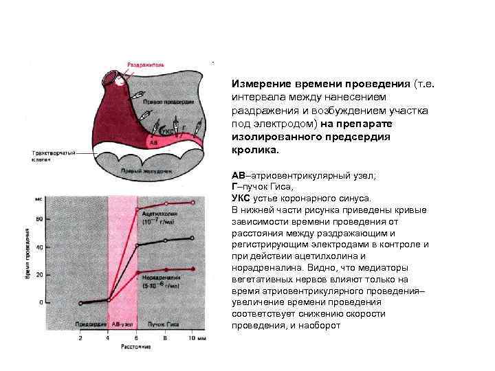 Измерение времени проведения (т. е. интервала между нанесением раздражения и возбуждением участка под электродом)