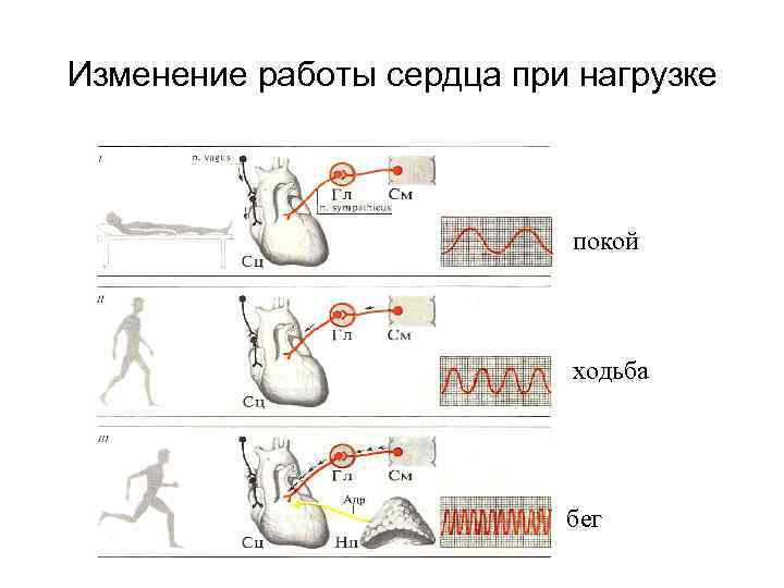 Изменение работы сердца при нагрузке покой ходьба бег 