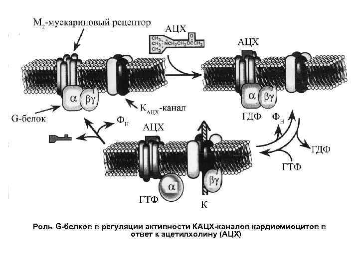 Роль G-белков в регуляции активности КАЦХ-каналов кардиомиоцитов в ответ к ацетилхолину (АЦХ) 