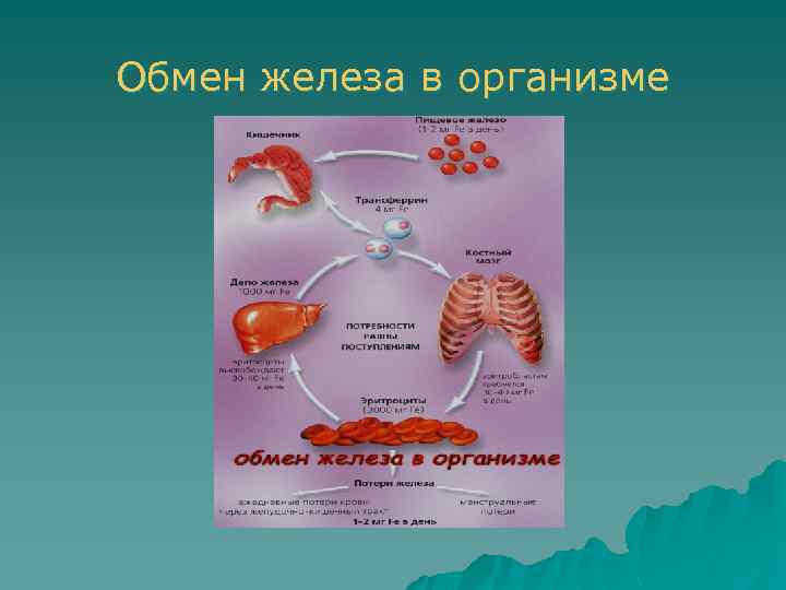 Роль железа в обмене веществ. Метаболизм железа в организме человека. Схема обмена железа в организме человека. Транспорт железа в организме. Нарушение метаболизма железа.