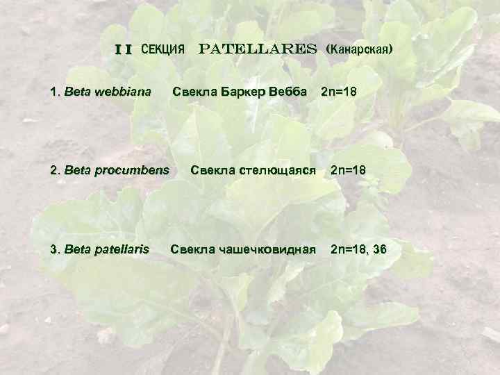 I I СЕКЦИЯ 1. Beta webbiana 2. Beta procumbens 3. Beta patellaris Patellares (Канарская)