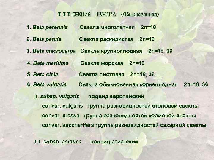 I I I СЕКЦИЯ beta (Обыкновенная) 1. Beta perennis Свекла многолетняя 2 n=18 2.